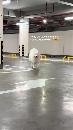 Adorable Samoyed Running with a Carrot