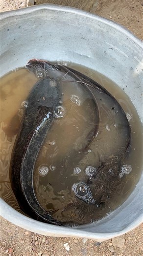 15K views · 477 reactions | Mudcat catfish or flathead catfish #cookingwithsindaco | Cooking with Sindaco | Facebook