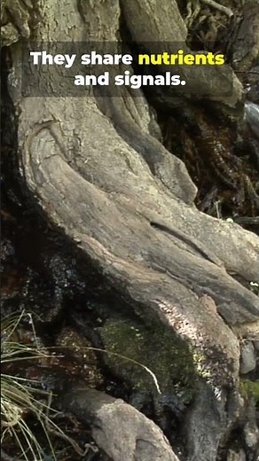 Trees Can Communicate With Each Other