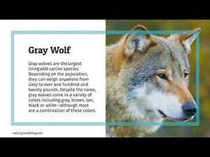 Gray Wolf | Wildlife Fact