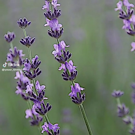 Beautiful Purple Flowers: Names, Types, and Meanings