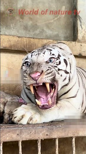 The White Tiger Roars 🐅 Close-up Video 🐅 World of nature tv 📸