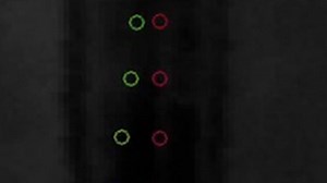 How bats' vocal membranes and folds vibrate at different frequencies
