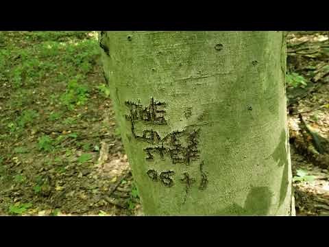 ID That Tree: American Beech