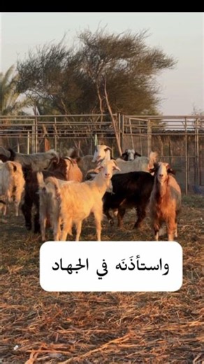 بر الوالدين #دعاء #حديث #short