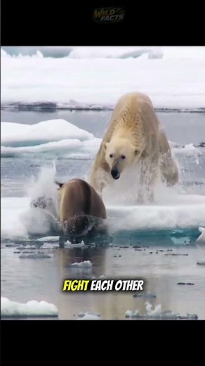 How Polar Bears Hunt and Fight in the Arctic