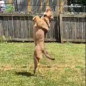 1.4M views · 11K reactions | Birds, kittens, puppers, and more are all taking this new year to act out in their own hilarious ways. Enjoy our Best Pets of the Week! | Try Not to Laugh | Facebook