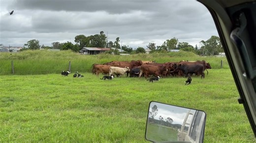 Meet the Hardworking Border Collies on the Farm