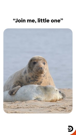 Each time the mother seal heads toward the shore, she turns back, hoping her pup is following. But the sleepy newborn barely takes a few steps before dozing off again. With soft nudges and playful bops, she tries to wake her little one. For seals, the ocean is life - providing food and safety. That’s why early exposure is crucial for this three-day-old pup to build the survival skills it will soon need💕 #discoverychannel #discoverychannelin #discoverychannelindia #discovery | Discovery Channel 