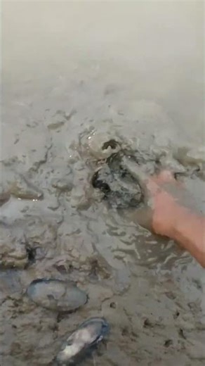 Tutorial on Opening Snail Shells for Home Cooking