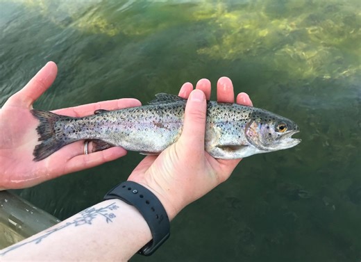 Illinois trout season starts March 22 with catch-and-release