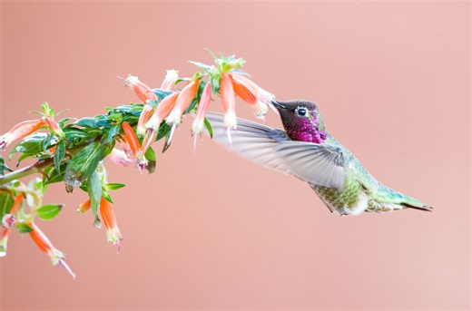 3 Surprising Facts You Probably Didn't Know About Hummingbirds