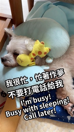 17歲小狗的夢裡什麼都有 就是不要打給我😂 #馬爾濟斯 #狗狗互動 #狗生活#老齡犬 #17歲小狗 #寵物可愛 #狗狗可愛#狗狗搞笑 #高齡犬#高齡狗 #Maltese#Malteselife