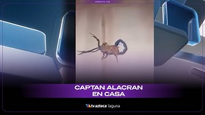 🦂 Alacrán azul sorprende en San Pedro, Coahuila 🟦 Un video viral mostró un alacrán azul en un domicilio de La Laguna, causando asombro por su tamaño y color poco común. ‼ Expertos identificaron al arácnido como un Centruroides gracilis, conocido como “alacrán prieto”. Puede medir hasta 15 cm y suele aparecer en temporadas cálidas, cuando el calor estimula su actividad. | TV Azteca Laguna