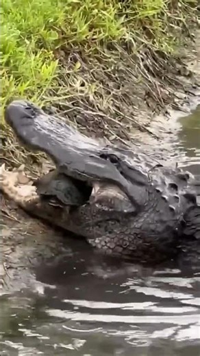 Exploding Turtle ShellThe bite force of the American alligator is no joke. #Animals#crocodile