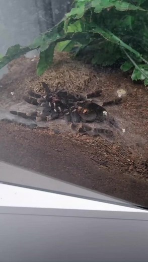 #enclosure #burmesepython #reptilekeeper #amazing #terrariumbau #reptilesoftiktok #tiktok #tiktokgermany #python #snake #tooltime #work #exoticpets #wow #terrarium #viral #viraltiktok #foryou #4u #schlange #bobderbaumeister #love #leidenschaft #passion #cash #money #rain #spider #shed #spidersoftiktok #spinne