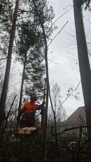 haasteellinen mänty kaatuu
