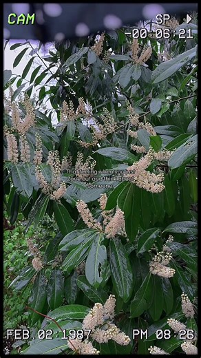 Digiphone videosss #fy #fyy #digicams #digicamera #aestheticvideos