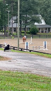 I was in a hunter lesson on my horse when I lost confidence as we approached a jump. My horse refused and put his front legs over, but not his back legs, which caused me to fall onto his neck. Caption and video @teapot_equine Make sure to follow us @horsesvideosfails for more fails No hate tolerated!! #horselovers #horsefails #horsefail #horseridingfail #horseridingfails #horses #horseofinstagram #jumping #horsejumping | HorseLovers Fails