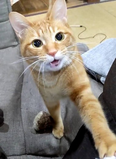 5.9M views · 118K reactions | Hooman. Hooman. Throw my fluffy.  motikiro2 | TW | 9GAG | Facebook