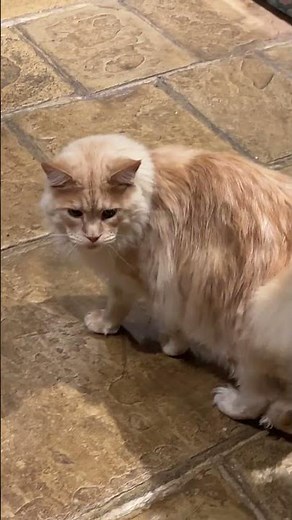 Maine Coon cat talking to his owner: the language of trills