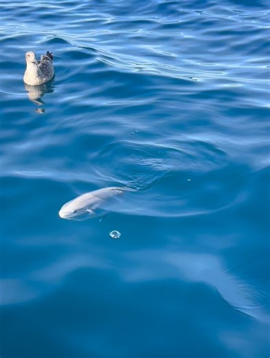 Crescent City Fishing on Reels
