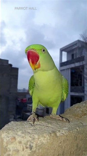 Wait Until You Hear My AI Parrot Song! 🦜🎵