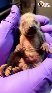 Watch these teeny tiny baby raccoons grow up big and strong — and get the zoomies once they're released to their new river home 💙 | The Dodo