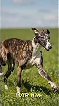 PARTE 1 Gancho + Desarrollo - Raza de Perro Whippet