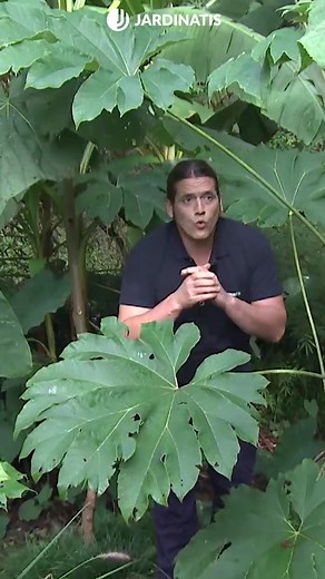 Paulownia tomentosa, un árbol de crecimiento muy rápido - #paulownia #...