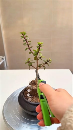 Tutorial on root raising and shaping of Jade Plant seedlings#plantingtipsClever #bonsai