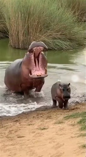 Hippo Opens Massive Jaws to Show Territory Dominance 🦛🔥 #Hippopotamus #Wildlife #AnimalBehavior