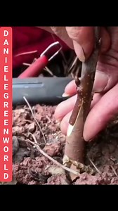 17K views · 5.8K reactions | CHERRY GRAFTING TECHNIQUE IN SPRING TIME! FOLLOW Daniele Greenworld !!! #danielegreenworld #graftingtree #graftingplants | Daniele Greenworld | Facebook