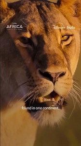 Africa Earth's Wild Home NOW STREAMING #Rolex #PerpetualPlanet #AfricaEarthsWildHome