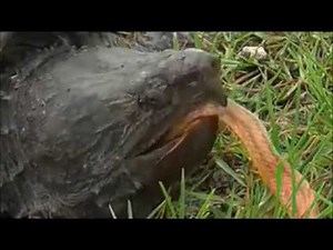 Turtle Eat Snake