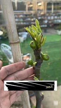 The Secret to a Bountiful Fig Harvest! Proper Pruning Technique #olivetree #blackthorn