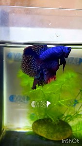 Blue Alien Halfmoon Betta.... | Divine Bettas