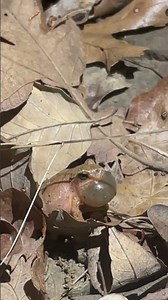 Calling Spring Peeper