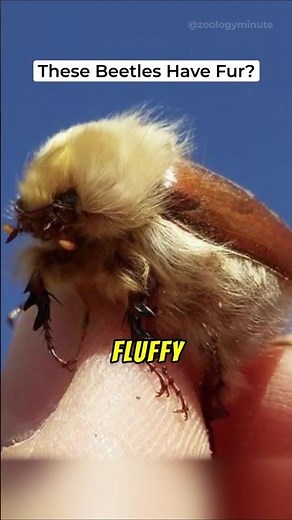 This Beetle Is Covered With Fur! African Woolly Chafer
