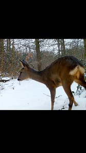 Our Forest in February 🌲🥶 . . . #nature #wildlife #animals #natuur #forest #wildlifephotography #cuteanimals #trailcamera #trailcam #wildcamera #deer #bambi #buck #winterwoods #winterforest #winterwonderland #snowyforest | Once Upon a Forest