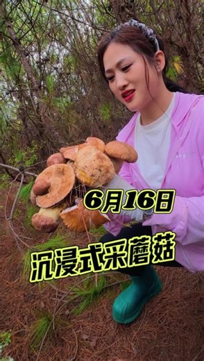 沉浸式采蘑菇，捡菌子100天，下山收获越来越多啦！ 上山采蘑菇，下山吃蘑菇，就要这一口鲜！#上山采蘑菇 #沉浸式采蘑菇 #菌子的季节 #云南捡菌子