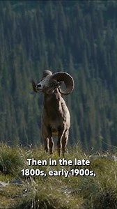 In athis classic episode of OUR WYOMING, we look at what happened in to the Sinks Canyon bighorn sheep herd, and how a number of people and organizations have come together to study the neighboring Temple Peak herd, one of the last remaining in the southern Wind River mountains. Their findings will be used to determine whether or not it would be beneficial to add additional sheep to the area. Check out the full episode at https://youtube.com/shorts/0xDwfxsNcTE | Wyoming PBS