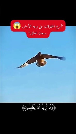 The fastest pursuits in the world 😱 The All-Provider, the Possessor of Power, the Almighty | Mahe...