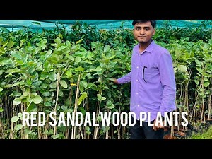 लाल चंदन की खेती कैसे करें How to make red sandalwood plantation #farming #lalchandan #redsandalwood