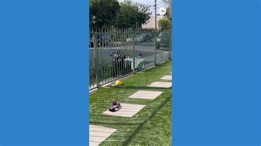 Delivery robot knocks down motorcycle parked on sidewalk