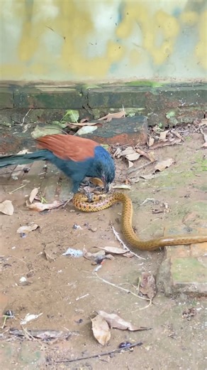 穴に逃げ込んだ蛇の悲惨な結末。 #雑学 #動物 #空の支配者 #毒蛇退治 #猛禽の実力 #自然の掟 #ワシの狩り #animals