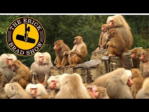 100th Monkey Effect (Hundredth Monkey) Explained