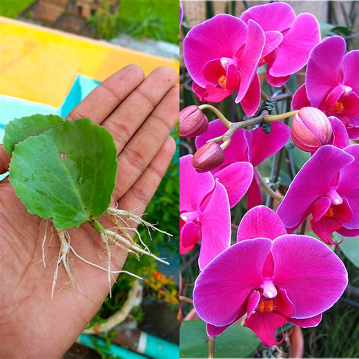 2.4K views · 11 reactions | How to grow orchid plant at home from leaves || Best & easy method for planting | DIY IndoorGarden | Facebook