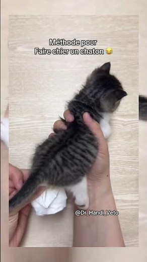 Comment provoquer (stimuler le pipi/caca) chez le chaton . #veterinaire #cat #chat #kitten #pets