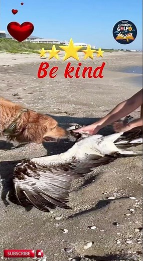 Heartwarming Bird Rescue Caught on Camera